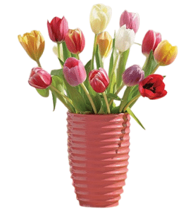 Rainbow Tulip Collection