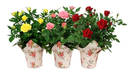 3 Color Mini Rose Collection