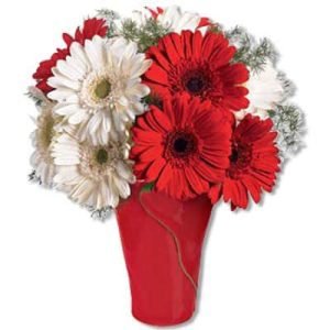 Bloody White Gerberas