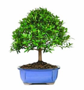 Brussel's Teenie Genie Indoor Bonsai