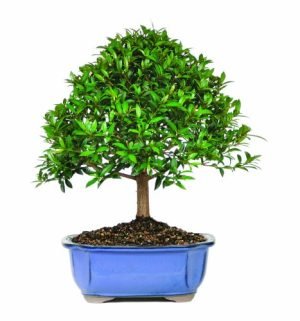 Brussel's Teenie Genie Indoor Bonsai