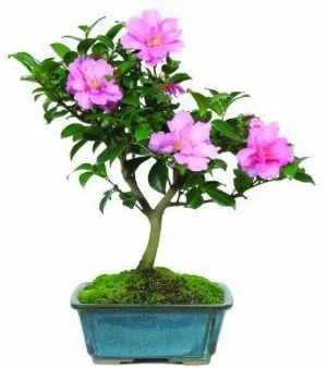 Camellia Hot Flash Bonsai