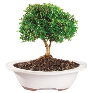 Dwarf Boxwood Bonsai