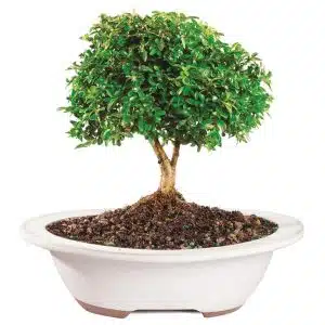 Dwarf Boxwood Bonsai
