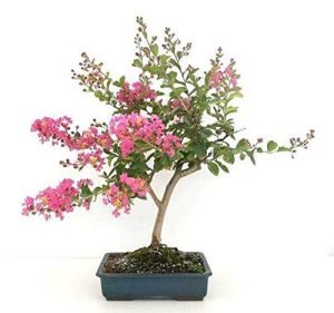 Dwarf Crepe Myrtle Bonsai