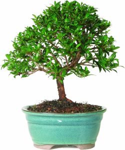 Dwarf Eugenia
