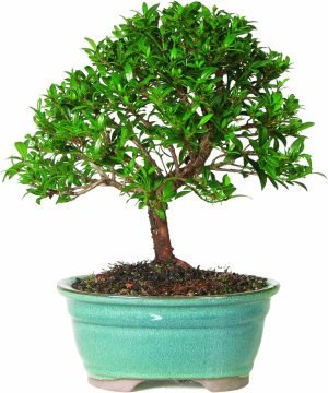 Dwarf Eugenia