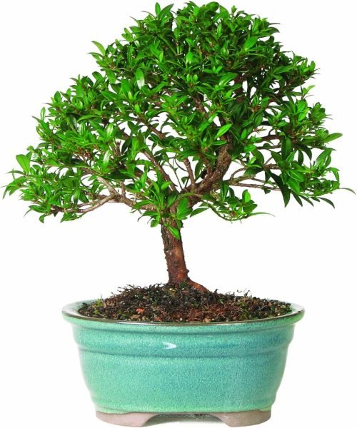 Dwarf Eugenia