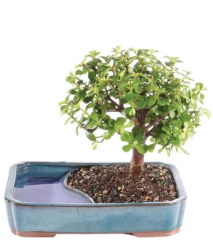 Dwarf Jade Bonsai