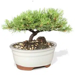 Dwarf Mugo Pine Bonsai