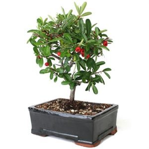 Dwarf Pyracantha