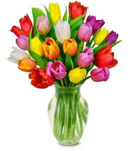 Mixed Tulip Harmony