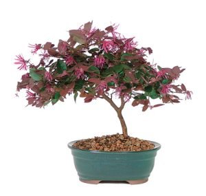 Fringe Flower Bonsai