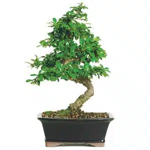 Fukien Tea Bonsai