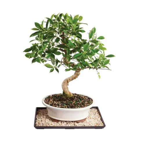 Golden Gate Ficus Bonsai