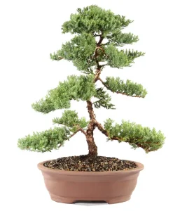 Green Mount Juniper Bonsai