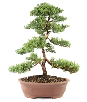 Green Mount Juniper Bonsai