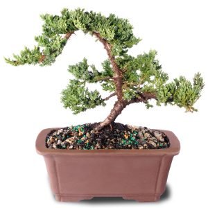 Green Mound Juniper Bonsai