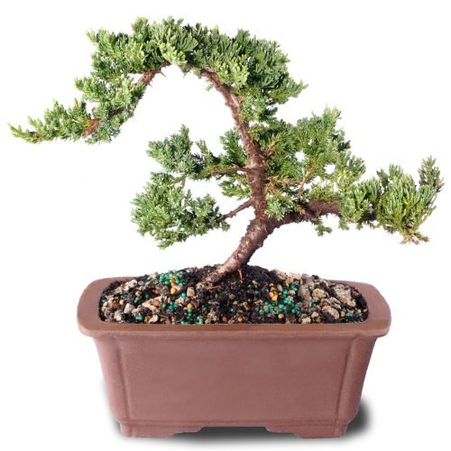 Green Mound Juniper Bonsai
