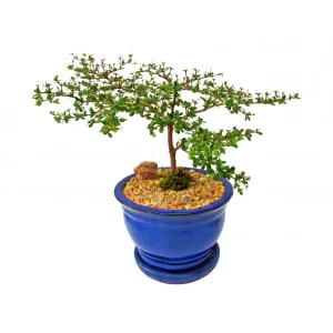 Black Olive Bonsai
