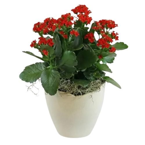 Kalanchoe In A Pot