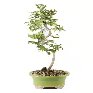 Korean Hornbeam Bonsai