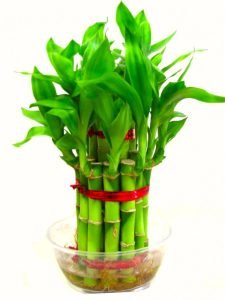 Deluxe Lucky Bamboo