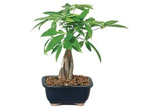Money Tree