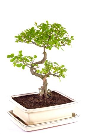 Natal Plum Bonsai