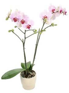 The Phalaenopsis