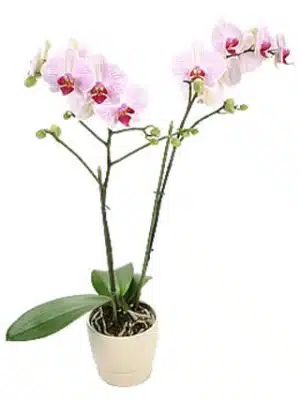 The Phalaenopsis