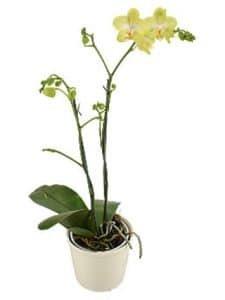 The Phalaenopsis In A Pot