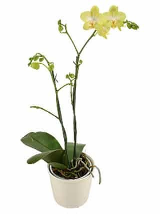 Send flowers to Philippines, Flower delivery Philippines, Send roses to Philippines Flower shop Philippines The Phalaenopsis In A Pot