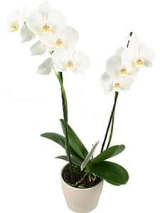 The Phalaenopsis White Orchid