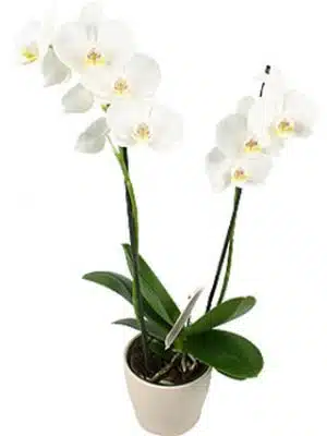 The Phalaenopsis White Orchid
