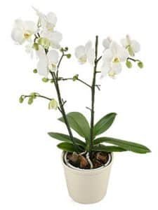 Egg-yolk Orchid