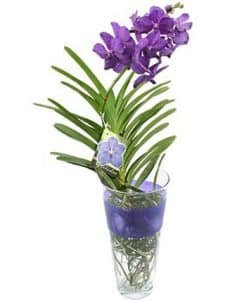 Vanda Blue Magic Orchid