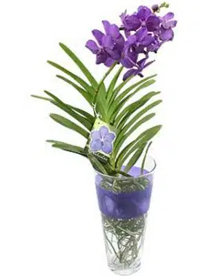 Vanda Blue Magic Orchid