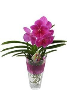 Vivid Pink Orchid