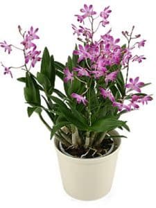 Bamboo orchid