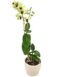 Green Orchid