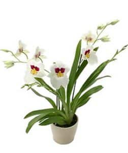 Bright & white