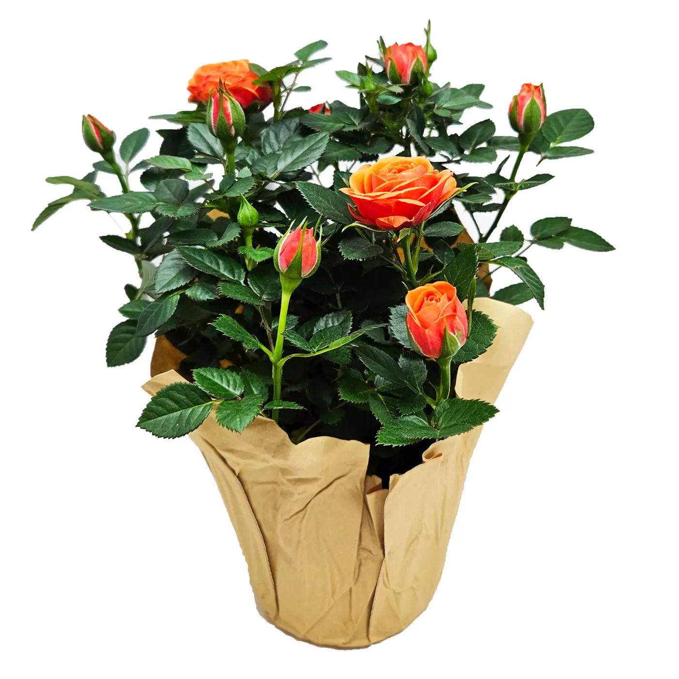 Send flowers to Philippines, Flower delivery Philippines, Send roses to Philippines Flower shop Philippines Orange Mini Roses in Pot