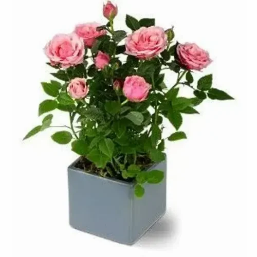 Pink Mini Rose in Pot