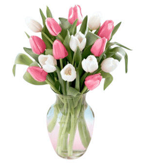Pastel Tulip Blooms