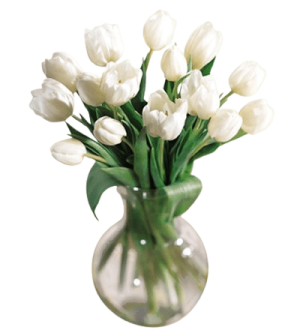 White Tulips in Vase