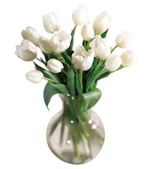 White Tulips in Vase
