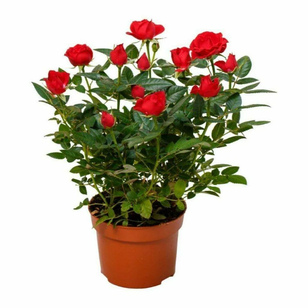 Send flowers to Philippines, Flower delivery Philippines, Send roses to Philippines Flower shop Philippines Red Mini Roses in Pot