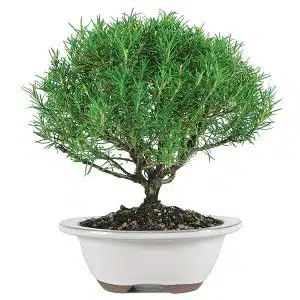 Rosemary Bonsai