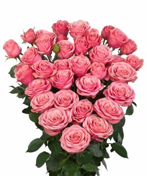 Pink Roses Bouquet